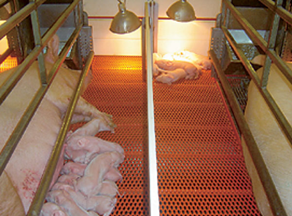 Why do farmers use gestation crates? Here's the answer to your Google search
